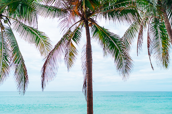 포토 JPG 해외이미지 주간 바다 하늘 사람없음 야외 여름 야자수 여름풍경 해외포토 자연요소 나무 계절 풍경 파일형식 여름_계절 이미지허브