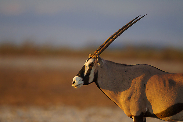 포토 JPG 해외이미지 동물 공원 음료 야생동물 모래 여행 잎 패턴 포유류 가족 아프리카 자연 뿔 동물원 국립공원 사람없음 물 게임 그룹 황무지 보호 큼 모래언덕 먹기 사파리 영양 가젤 나미비아 보츠와나 스텝 해외포토 자연요소 식물 공공시설 나라 컨셉 무늬 관계 모션 놀이 크기 언덕 생태계 남아프리카 파일형식 이미지허브