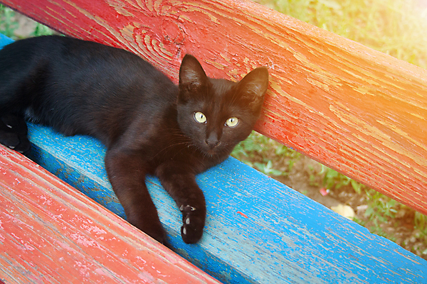 포토 JPG 해외이미지 동물 1 응시 공원 행복 얼굴 백그라운드 벤치 의자 포유류 자연 털 앉기 사람없음 야외 목재 빨간색 초록색 파란색 반려동물 태양 노란색 검은색 고양이 어둠 흰색 표현 작음 해외포토 자연요소 나무 시선 공공시설 감정 컬러 가구 재료 모션 신체부위 크기 생태계 파일형식 이미지허브