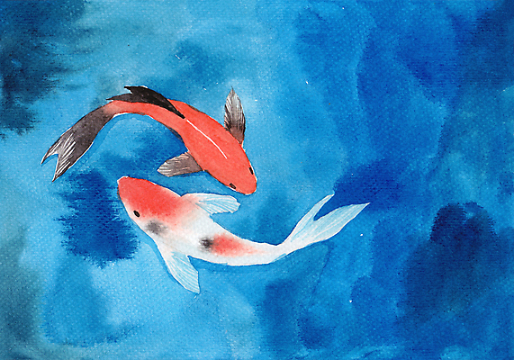 JPG 해외이미지 하늘색 두마리 일러스트 수채화 사람없음 그림 비단잉어 해외일러스트 2 파란색 민물고기 파일형식 이미지허브