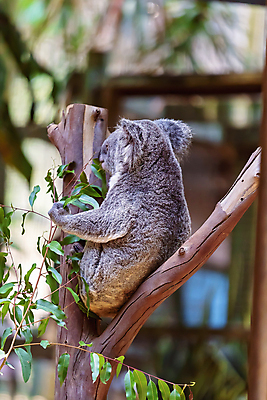 포토 JPG 해외이미지 나무 동물 어린이 잎 신체 다이어트 곰 가족 엄마 사람없음 갈색 회색 자녀 아기 호주 은색 숲 결합 모피 코 귀 지역 솜털 서식지 내추럴 삼림지대 스카우트 유칼립투스 잇몸 주거지 초식 유대감 해외포토 식물 컬러 포유류 관계 건강 사람 신체부위 오세아니아 파일형식 이미지허브