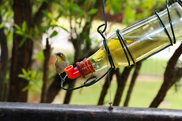 포토 JPG 해외이미지 동물 응시 백그라운드 자연 유리 조류 사람없음 가로 빨간색 초록색 물 뷰티 노란색 환경 정원 사진촬영 회색 흰색 작음 망토 깃털 원예 부리 꿀 계산서 내추럴 남아프리카 이국적 해외포토 자연요소 시선 컬러 아프리카 재질 취미 촬영 크기 생태계 파일형식 이미지허브