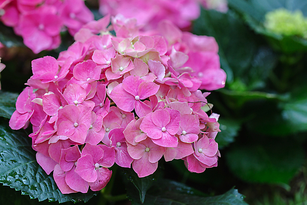 포토 JPG 해외이미지 나무 식물 계절 공원 꽃잎 꽃 분홍색 여행 백그라운드 잎 겨울 꽃무늬 태국 자연 하늘 산 풍경 사람없음 야외 목재 초록색 여름 파란색 컬러풀 뷰티 일출 정원 봄 벚꽃 나뭇가지 신선 개화 체리 숲 내추럴 해외포토 공공시설 아시아 컬러 무늬 과일 재료 노을 생태계 파일형식 이미지허브