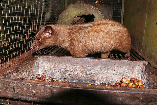 포토 JPG 해외이미지 동물 열매 커피 음식 백그라운드 패턴 농업 재료 벽지 콩 건조 씨앗 사람없음 농작물 농장 갈색 어둠 맛 굽기 유기농 질감 날것 베트남 아로마 발리 인도네시아 결 향 흙더미 숙성 아라비카 카페인 해외포토 식물 웰빙 산업 아시아 음료 컬러 섬 컨셉 무늬 곡류 동남아시아 흙 구이 파일형식 더미 이미지허브