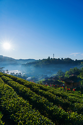 포토 JPG 해외이미지 나무 식물 아시아 여행 잎 밭 농업 채소 자연 아침 산 건강 동양인 풍경 사람없음 초록색 빛 농작물 햇빛 뷰티 농장 농경지 정원 봄 성장 흰색 시골 신선 재산 차 허브 언덕 장면 말레이시아 산악지대 숙성 해외포토 주간 계절 나라 산업 음료 컬러 인종 금융 태양 생태계 파일형식 이미지허브
