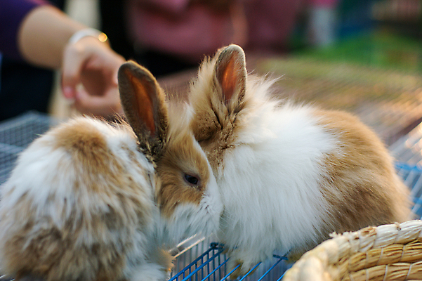 포토 JPG 해외이미지 동물 포유류 부활절 털 사람없음 반려동물 농장 갈색 바구니 흰색 아기 토끼 작음 모피 귀 솜털 고립 해외포토 기념일 컬러 농업 사람 신체부위 크기 파일형식 이미지허브