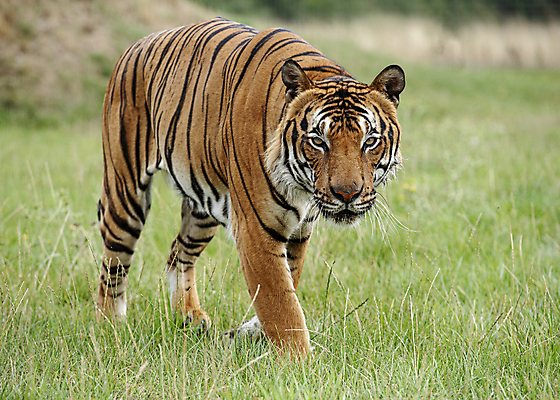 포토 JPG 해외이미지 동물 아시아 얼굴 야생동물 줄기 백그라운드 오렌지 포유류 자연 수염 털 사람없음 초록색 뷰티 노란색 머리 걷기 검은색 고양이 중국 힘 줄무늬 흰색 표현 호랑이 위험 큼 무서움 피부 코 귀 육식동물 사냥꾼 멸종 표범 말레이시아 단아함 해외포토 식물 직업 감정 나라 컬러 컨셉 무늬 과일 모션 신체부위 반려동물 크기 생태계 파일형식 이미지허브