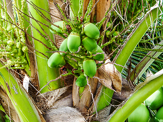 포토 JPG 해외이미지 나무 식물 캐릭터 라이프스타일 행복 음식 여행 백그라운드 컨셉 잎 패턴 과일 자연 하늘 휴가 주택 매달리기 건강 손바닥 풍경 사람없음 야외 초록색 여름 파란색 컬러풀 태양 환경 정원 우유 나뭇가지 신선 그룹 닫기 다발 질감 코코넛 내추럴 이국적 해외포토 자연요소 손 계절 감정 컬러 무늬 모션 유제품 건물 생활 생태계 파일형식 이미지허브