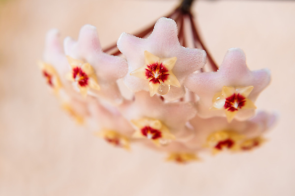 포토 JPG 해외이미지 식물 꽃잎 꽃 별 화초 분홍색 백그라운드 잎 꽃무늬 자연 사람없음 야외 장식 빨간색 초록색 컬러풀 뷰티 정원 봄 벚꽃 흰색 나뭇가지 신선 개화 닫기 향수 묘사 내추럴 왁스 벨벳 해외포토 자연요소 나무 계절 컬러 무늬 모션 화장품 실크 생태계 파일형식 이미지허브