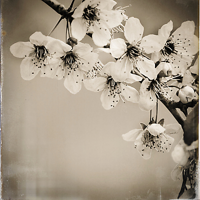 포토 JPG 해외이미지 주간 나무 사람없음 야외 봄 벚꽃 나뭇가지 해외포토 자연요소 식물 계절 꽃 파일형식 이미지허브