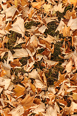 포토 JPG 해외이미지 백그라운드 낙엽 건조 풍경 사람없음 갈색 가을 나뭇가지 풀 해외포토 나무 식물 계절 컬러 잎 파일형식 이미지허브