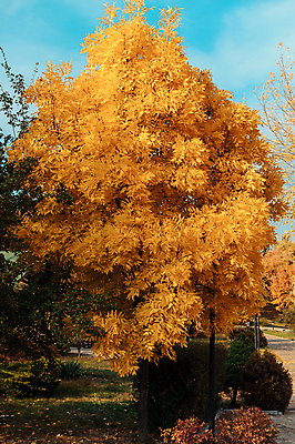 포토 JPG 해외이미지 백그라운드 단풍나무 풍경 사람없음 야외 노란색 가을 해외포토 나무 계절 컬러 단풍 파일형식 이미지허브