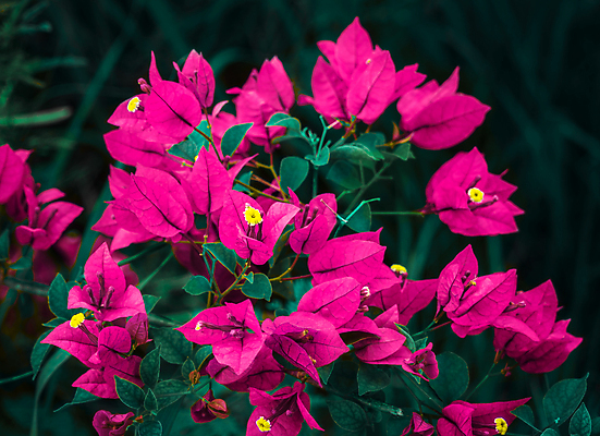 포토 JPG 해외이미지 식물 꽃잎 꽃 종이 분홍색 백그라운드 잎 꽃무늬 조류 사람없음 가로 빨간색 초록색 산타클로스 노란색 정원 사진촬영 벚꽃 흰색 나뭇가지 정상 다발 그림 내추럴 인기 해외포토 나무 동물 컬러 크리스마스 무늬 촬영 파일형식 이미지허브