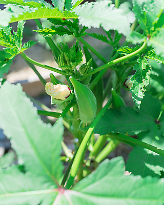 포토 JPG 해외이미지 식물 음식 줄기 백그라운드 잎 꽃무늬 농업 채소 과일 주택 사람없음 야외 초록색 농장 노란색 미국 수확 성장 벚꽃 신선 개화 선택 유기농 원예 날것 꽃가루 진홍색 국산 내추럴 꼬투리 식용 텍사스 슈퍼푸드 해외포토 웰빙 꽃 산업 컬러 컨셉 북아메리카 무늬 취미 건물 빨간색 가루 건강식품 파일형식 이미지허브