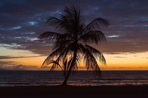 포토 JPG 해외이미지 나무 구름 계절 실루엣 바다 잎 겨울 오렌지 하늘 아침 휴가 손바닥 풍경 사람없음 여름 빛 컬러풀 일출 어둠 봄 추위 나뭇가지 뜨거움 센터 고독 코코넛 혼자 수평선 해외포토 주간 자연요소 식물 손 감정 컬러 과일 촬영기법 노을 파일형식 이미지허브