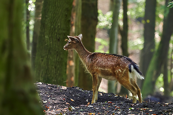 포토 JPG 해외이미지 동물 공원 야생동물 오렌지 포유류 가족 자연 아침 자물쇠 뿔 동물원 사람없음 가로 초록색 갈색 달러 힘 코트 가을 점 바 발표 숲 큼 감옥 호기심 사냥 귀 쇼 새장 사냥꾼 건너기 방목장 아기사슴 암사슴 양치류 엘크 웅장함 코펜하겐 해외포토 주간 직업 계절 공공시설 감정 새끼 컬러 컨셉 돈 과일 관계 모션 사슴 덴마크 신체부위 외투 크기 암컷 생태계 케이지 파일형식 이미지허브