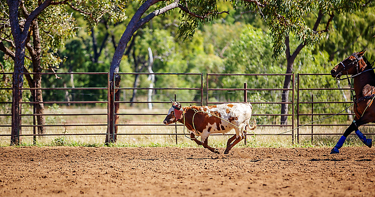 포토 JPG 해외이미지 동물 남자 밧줄 스포츠 포즈 모션 이벤트 사람없음 달리기 경쟁 경기장 공연 운전 잡기 거친 소 승마 카우보이 호주 승차 위험 속도 황소 먼지 목 로데오 송아지 라이더 서쪽 해외포토 줄 새끼 컨셉 포유류 스포츠시설 사람 신체부위 오세아니아 방향 파일형식 이미지허브