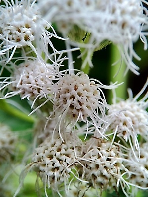 포토 JPG 해외이미지 식물 꽃잎 꽃 야생동물 백그라운드 잎 패턴 밭 자연 건강 종류 사람없음 초록색 약 노란색 정원 보라색 봄 들꽃 성장 벚꽃 흰색 신선 허브 묘사 유기농 아로마테라피 내추럴 해외포토 동물 웰빙 계절 컬러 무늬 농업 의학 생태계 테라피 파일형식 이미지허브