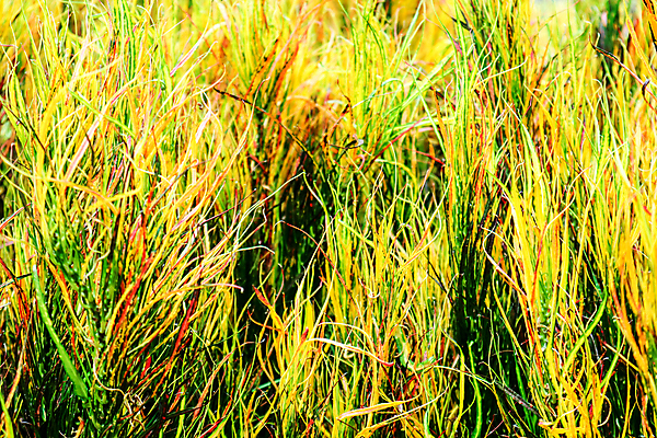 포토 JPG 해외이미지 식물 디자인 공원 꽃 백그라운드 잎 꽃무늬 패턴 자연 추상 미술 사람없음 장식 빨간색 초록색 여름 컬러풀 뷰티 노란색 정원 봄 성장 다발 정맥 내추럴 그리너리 해외포토 계절 공공시설 컬러 무늬 문화예술 생태계 혈관 파일형식 트랜드컬러 이미지허브