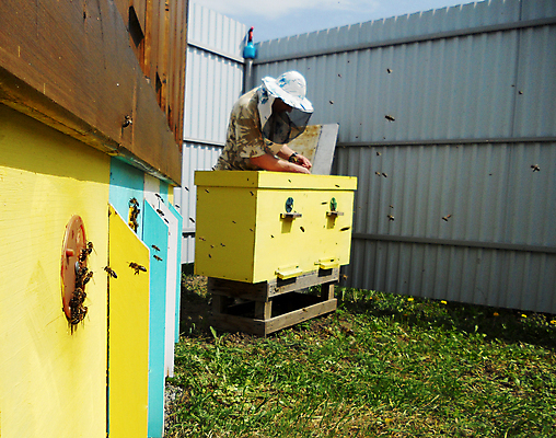 포토 JPG 해외이미지 동물 음식 곤충 백그라운드 패턴 오렌지 자연 세포 건강 사람없음 야외 약 농장 노란색 시골 신선 머리빗 황금 달콤 맛 꿀벌 배열 묘사 질감 꽃가루 육각형 꿀 벌집 내추럴 고립 밀랍 양봉 양봉장 왁스 폴리곤 해외포토 도형 컬러 컨셉 무늬 농업 과일 의학 미용용품 벌_곤충 가루 생태계 파일형식 이미지허브