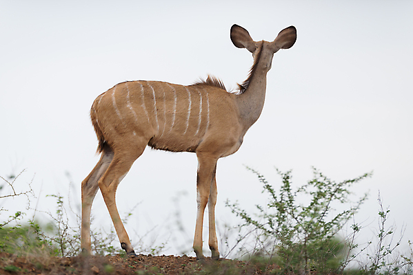 포토 JPG 해외이미지 동물 응시 공원 남자 얼굴 야생동물 밭 아프리카 자연 털 뿔 나선형 서기 성인 사람없음 파란색 맑음 게임 사파리 황소 영양 갈기 남쪽 경보 블러 전국 해외포토 시선 공공시설 나라 컬러 무늬 농업 모션 놀이 날씨 사람 신체부위 소 방향 생태계 파일형식 이미지허브