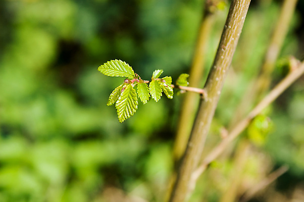 포토 JPG 해외이미지 나무 식물 계절 꽃 백그라운드 낙엽 잎 가족 자연 새로움 사람없음 초록색 새싹 봄 이탈리아 성장 나뭇가지 신선 닫기 약초 묘사 조제 내추럴 해외포토 유럽 컬러 컨셉 관계 모션 약 풀_식물 생태계 만들기 파일형식 이미지허브