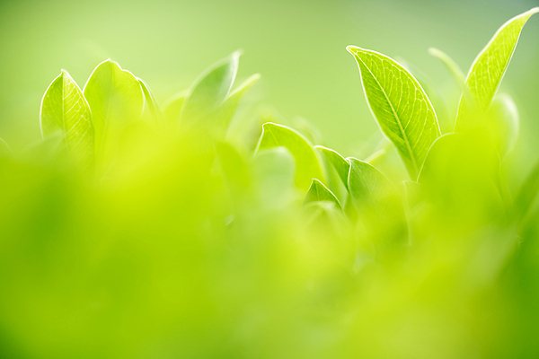포토 JPG 해외이미지 나무 식물 계절 백그라운드 컨셉 잎 패턴 자연 벽지 추상 잔디 사람없음 초록색 빛 컬러풀 햇빛 태양 뷰티 우주 환경 정원 맑음 봄 성장 신선 숲 질감 보케 부드러움 내추럴 블러 생태학 지구의날 카피스페이스 그리너리 효과 해외포토 자연요소 교육 기념일 컬러 무늬 날씨 공백 감각 생태계 파일형식 트랜드컬러 이미지허브