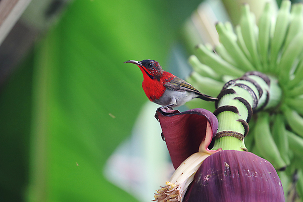 포토 JPG 해외이미지 나무 동물 아이콘 공원 남자 꽃 아시아 야생동물 백그라운드 곡선 태국 자연 조류 사람없음 야외 빨간색 초록색 파란색 컬러풀 뷰티 환경 검은색 벚꽃 흰색 나뭇가지 신선 숲 부리 진홍색 전국 해외포토 식물 공공시설 나라 선 컬러 사람 생태계 파일형식 이미지허브