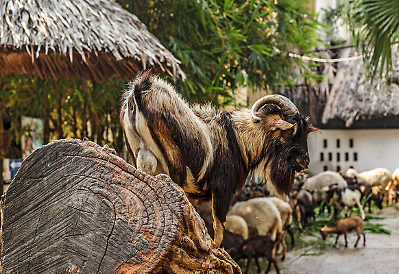 포토 JPG 해외이미지 동물 공원 남자 야생동물 농업 포유류 염소 수염 털 뿔 동물원 서기 사람없음 농장 머리 마을 가축 목장 시골 양 그룹 소 양치기 군중 트로피 양자리 양고기 외양간 양모 램 밭일 해외포토 직업 공공시설 산업 모션 육류 사람 신체부위 별자리 직물 상_우승 파일형식 이미지허브