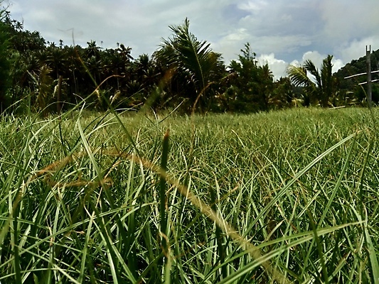 포토 JPG 해외이미지 식물 구름 계절 여행 밭 농업 자연 하늘 날씨 파노라마 풍경 잔디 사람없음 야외 초록색 여름 파란색 빛 햇빛 태양 농장 환경 정원 맑음 일몰 봄 활발 흰색 시골 신선 양 군중 숲 땅 언덕 장면 아일랜드 내추럴 평야 수평선 해외포토 자연요소 유럽 산업 컬러 컨셉 포유류 촬영기법 사람 노을 생태계 파일형식 이미지허브