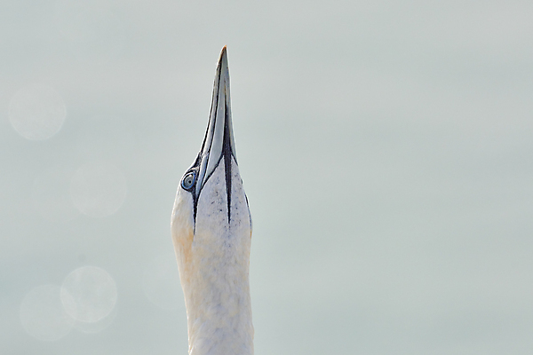 포토 JPG 해외이미지 동물 얼굴 야생동물 바다 백그라운드 날개 자연 조류 독일 사랑 풍경 사람없음 물 파란색 환경 흰색 닫기 보호 깃털 묘사 질감 부리 북쪽 내추럴 식민지 해외포토 자연요소 감정 유럽 컬러 컨셉 모션 신체부위 방향 생태계 파일형식 이미지허브