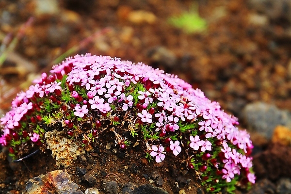 포토 JPG 해외이미지 식물 공원 꽃 유럽 여행 백그라운드 잎 꽃무늬 자연 휴가 산 아이슬란드 풍경 사람없음 야외 초록색 파란색 뷰티 환경 봄 들꽃 벚꽃 면 개화 북극 부드러움 북쪽 솜털 내추럴 산악지대 블루벨 영원 해외포토 계절 공공시설 나라 컬러 무늬 감각 극지방 방향 생태계 파일형식 이미지허브
