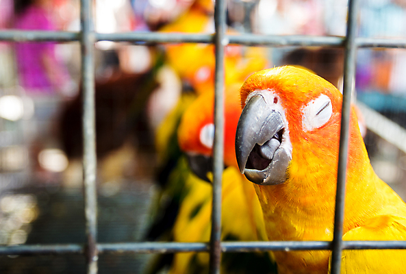 포토 JPG 해외이미지 동물 야생동물 백그라운드 자연 조류 동물원 사람없음 빨간색 반려동물 컬러풀 뷰티 노란색 검은색 흰색 깃털 앵무새 철사 새장 망사 내추럴 해외포토 컬러 직물 생태계 케이지 파일형식 이미지허브