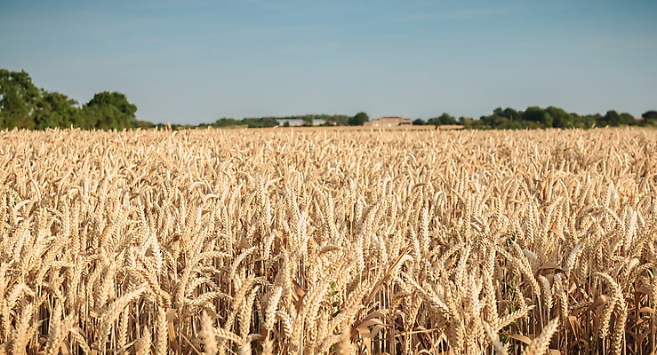 포토 JPG 해외이미지 식물 구름 계절 음식 빵 백그라운드 컨셉 밭 농업 자연 하늘 풍경 사람없음 야외 여름 파란색 빛 농작물 햇빛 태양 농장 농경지 노란색 맑음 일몰 수확 성장 가을 시골 황금 낟알 땅 시리얼 밀 보리 귀 장면 내추럴 밭일 숙성 호밀 수평선 해외포토 자연요소 산업 컬러 날씨 곡류 신체부위 노을 생태계 파일형식 이미지허브