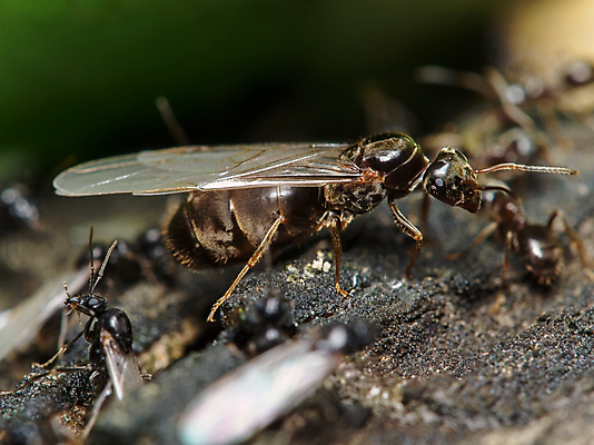 포토 JPG 해외이미지 동물 꽃 야생동물 곤충 백그라운드 잎 절지류 자연 노동자 안테나 사람없음 야외 목재 초록색 갈색 정원 검은색 흰색 닫기 해충 벌레 둥지 작음 묘사 육식동물 개미 여왕 니제르 동물상 소셜 식민지 많음 해외포토 나무 식물 직업 컬러 컨셉 재료 통신 모션 조형물 크기 생태계 파일형식 이미지허브