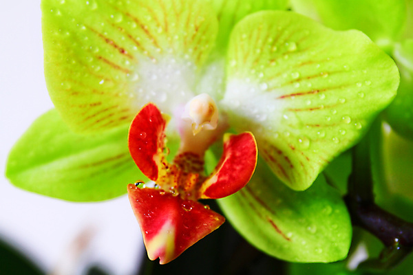 포토 JPG 해외이미지 식물 디자인 꽃잎 꽃 줄기 분홍색 백그라운드 잎 꽃무늬 자연 선물 사람없음 장식 초록색 뷰티 보라색 검은색 벚꽃 흰색 나뭇가지 신선 개화 난초 우아함 닫기 제비꽃 호접란 강렬 고립 이국적 해외포토 나무 컬러 컨셉 무늬 모션 생태계 파일형식 이미지허브