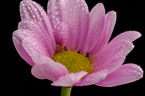 포토 JPG 해외이미지 식물 영어 계절 꽃잎 줄기 꽃무늬 자연 검은배경 잉글랜드 사랑 사람없음 컬러풀 사진촬영 봄 활발 닫기 그림 데이지 향기 내추럴 파스텔톤 카피스페이스 해외포토 문자 꽃 감정 컬러 백그라운드 컨셉 무늬 모션 영국 검은색 촬영 공백 생태계 냄새 파일형식 이미지허브