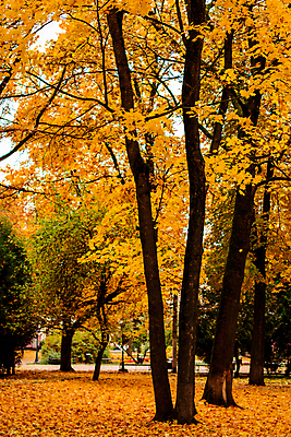 포토 JPG 해외이미지 주간 공원 단풍 낙엽 단풍나무 풍경 사람없음 야외 주황색 가을 해외포토 자연요소 나무 계절 공공시설 컬러 잎 파일형식 이미지허브