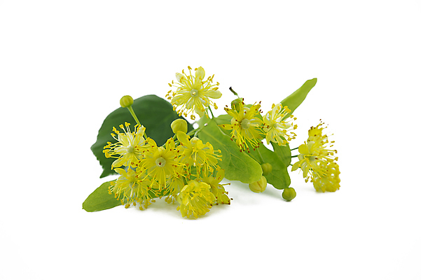 포토 JPG 해외이미지 나무 식물 계절 꽃 음료 백그라운드 잎 꽃무늬 재료 건강 사람없음 초록색 약 노란색 봄 벚꽃 흰색 나뭇가지 신선 개화 닫기 맛 약초 허브 유기농 아로마 라임 향 아로마테라피 내추럴 고립 치료제 해외포토 웰빙 컬러 컨셉 무늬 과일 의학 모션 풀_식물 테라피 파일형식 이미지허브