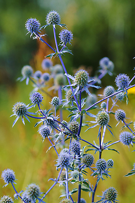 포토 JPG 해외이미지 식물 꽃잎 꽃 바다 꽃다발 백그라운드 잎 꽃무늬 밭 자연 산 사람없음 치료 장식 파란색 컬러풀 보라색 봄 성장 벚꽃 못 개화 약초 다발 허브 제비꽃 원예 날카로움 엉겅퀴 내추럴 해외포토 계절 컬러 무늬 농업 의학 취미 공구 풀_식물 생태계 파일형식 이미지허브