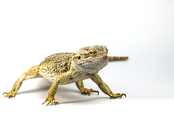 포토 JPG 해외이미지 동물 야생동물 백그라운드 파충류 자연 사람없음 빛 컬러풀 도마뱀 육식동물 내추럴 동물상 해외포토 컬러 조형물 생태계 파일형식 이미지허브