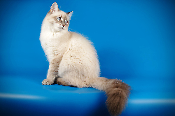 포토 JPG 해외이미지 한마리 사람없음 파란색 반려동물 고양이 네바마스커레이드 해외포토 동물 1 컬러 포유류 파일형식 이미지허브