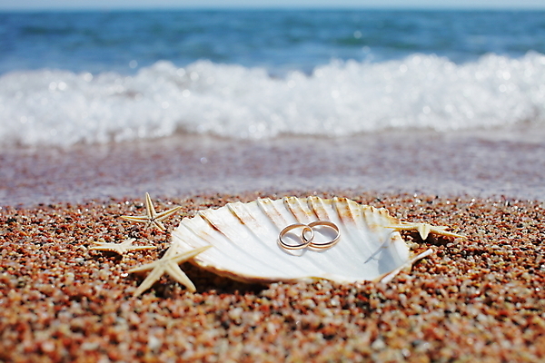 포토 JPG 해외이미지 주간 모래 불가사리 해변 사람없음 야외 조개껍데기 결혼반지 해외포토 자연요소 바다 결혼 조개 극피동물 반지 파일형식 이미지허브