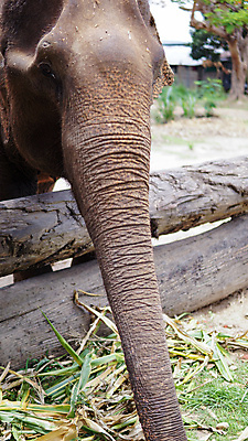 포토 JPG 해외이미지 동물 공원 아시아 야생동물 여행 포유류 태국 자연 코끼리 동물원 동양인 성인 사람없음 야외 환경 시골 아기 그룹 구출 보호 군중 울음 큼 사파리 대나무 눈물 호기심 귀 부드러움 멸종 내추럴 돌봄 보호구역 수유 해외포토 나무 공공시설 감정 나라 컨셉 모션 표정 사람 인종 신체부위 도움 감각 크기 생태계 구역 파일형식 이미지허브