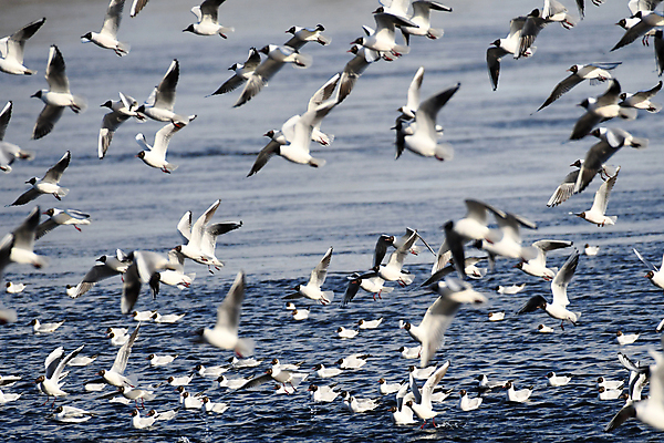 포토 JPG 해외이미지 동물 날개 자연 갈매기 조류 하늘 사람없음 물 해외포토 자연요소 생태계 파일형식 이미지허브