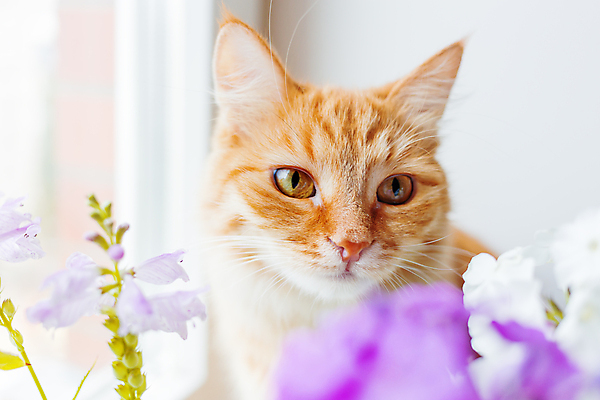 포토 JPG 해외이미지 한마리 꽃 실내 사람없음 반려동물 고양이 소프트포커스 향기 라일락 반려묘 해외포토 식물 동물 1 포유류 촬영기법 내부 냄새 파일형식 이미지허브
