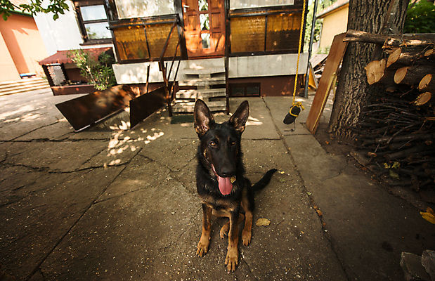 포토 JPG 해외이미지 동물 포유류 자연 주택 경비 앉기 사람없음 야외 친구 반려동물 정원 개 나무상자 모피 배고픔 경계 코 사냥개 파운드 송곳니 기르기 동반자 해외포토 돈 관계 모션 안전 건물 신체부위 상자 치아 보호 생태계 돌봄 파일형식 이미지허브