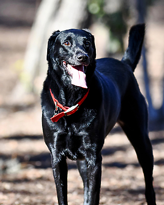 포토 JPG 해외이미지 가족 놀이 실험 사람없음 농장 개 리트리버 강아지 쓰레기 래브라도리트리버 혀 사냥개 언니 기르기 남동생 해외포토 농업 포유류 관계 반려동물 입 자매 동생 돌봄 파일형식 이미지허브