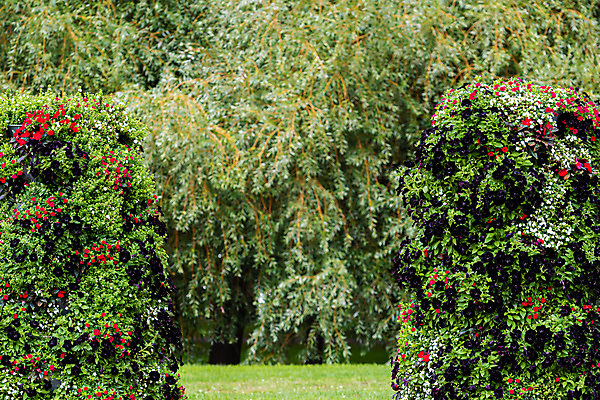 포토 JPG 해외이미지 나무 식물 디자인 계절 공원 꽃 백그라운드 컨셉 잎 꽃무늬 패턴 자연 추상 풍경 사람없음 야외 장식 빨간색 초록색 여름 울타리 컬러풀 우주 환경 정원 봄 성장 벚꽃 나뭇가지 신선 개화 관목 원예 보케 내추럴 블러 해외포토 공공시설 컬러 무늬 취미 담장 생태계 파일형식 이미지허브