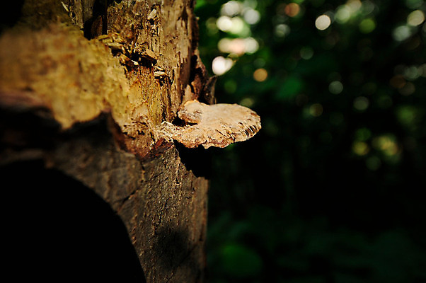 포토 JPG 해외이미지 식물 종류 사람없음 버섯 흙 다양 스펀지 곰팡이 해외포토 다수 파일형식 이미지허브